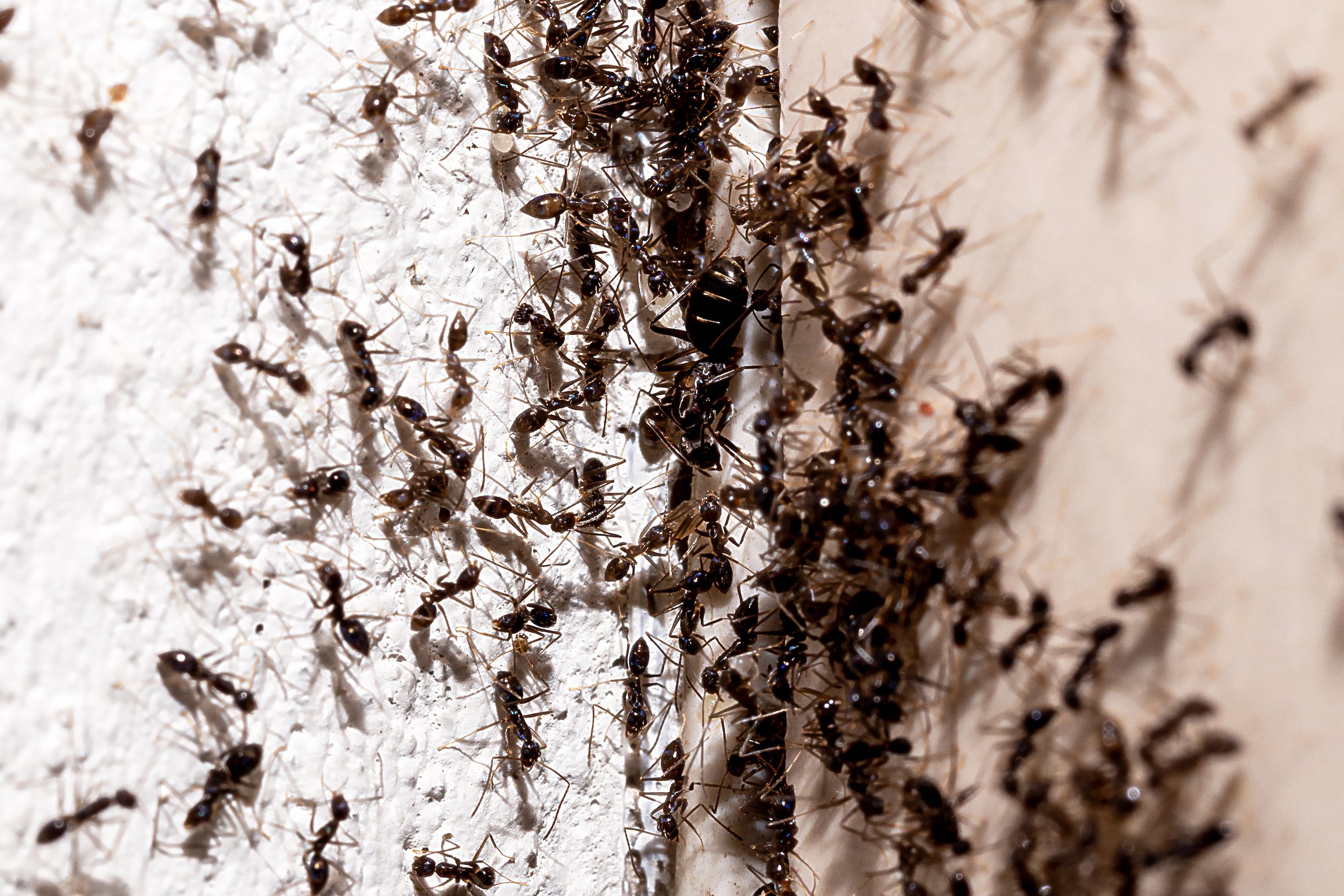 23 Ways On How To Get Rid Of Ants Naturally