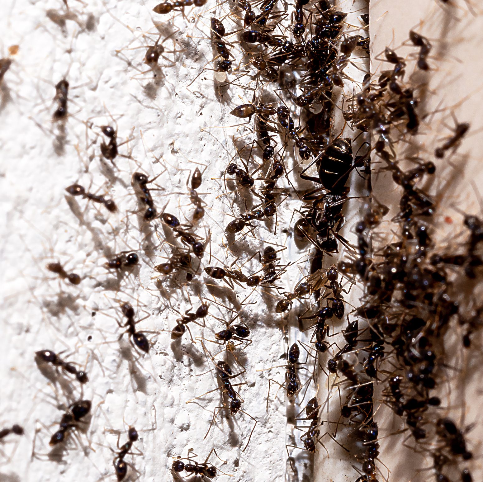 23 Ways On How To Get Rid Of Ants Naturally