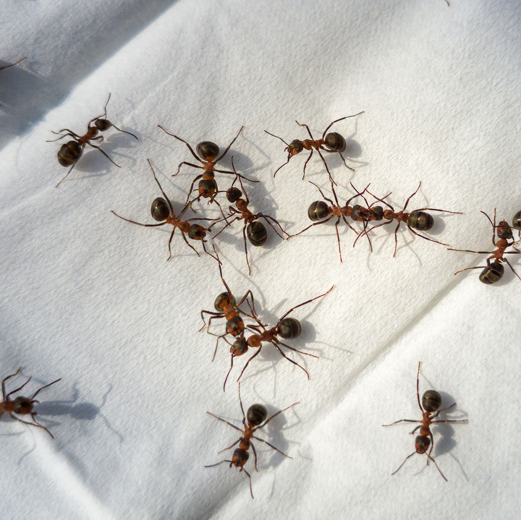 close up of ants walking on a paper handkerchief thrown into an anthill