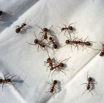 close up of ants walking on a paper handkerchief thrown into an anthill