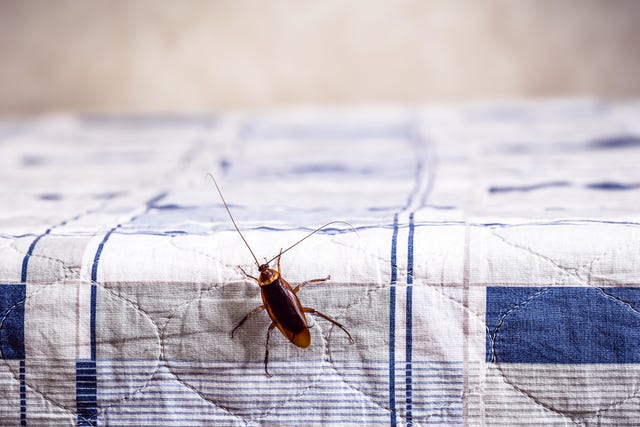 how to get rid of cockroaches
