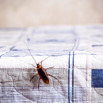 How to get rid of cockroaches how to get rid of cockroaches