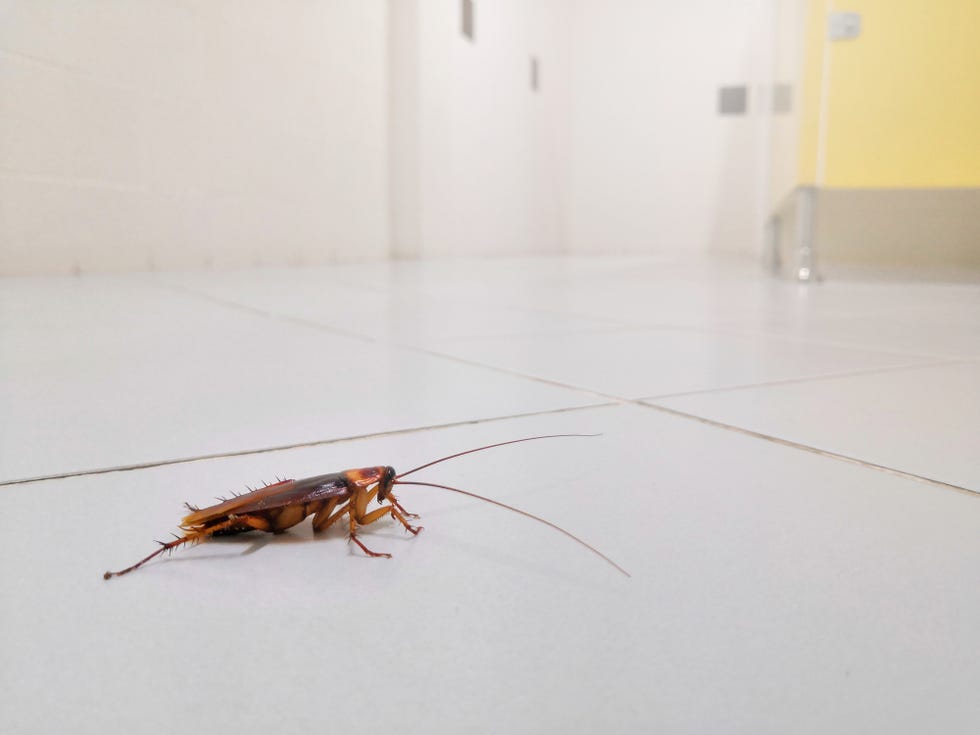 how to get rid of cockroaches