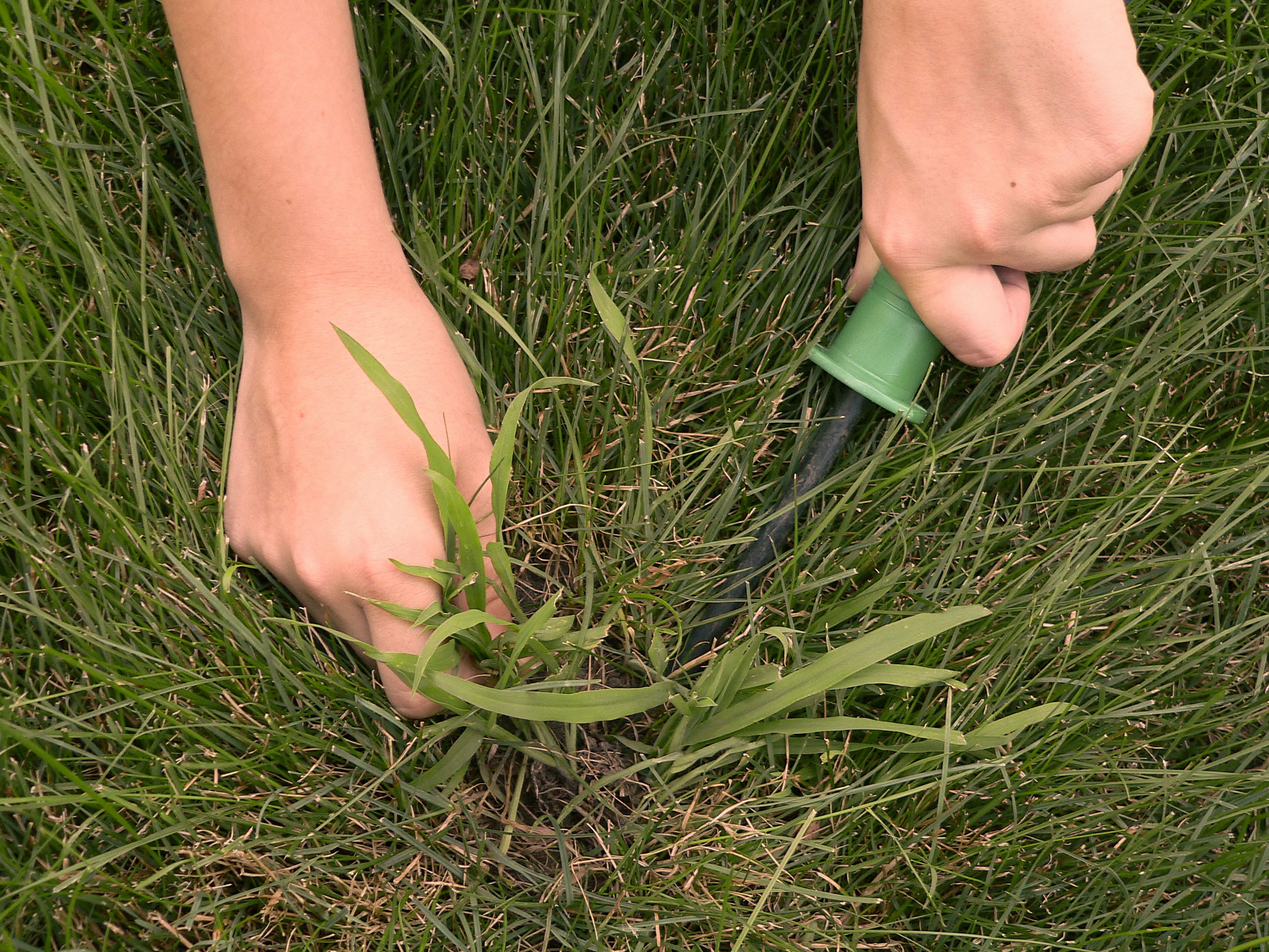 How To Get Rid Of Crabgrass In Your Lawn - What Is Crabgrass?