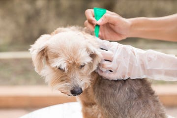 how to get rid of fleas in home, tick and flea prevention for a dog