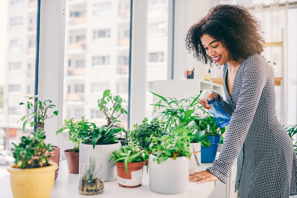 how to get rid of fungus gnats