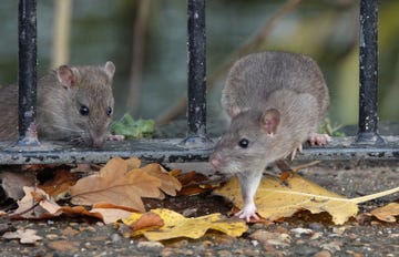 how to get rid of giant rats