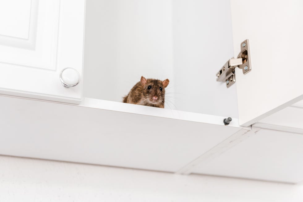 how to get rid of giant rats