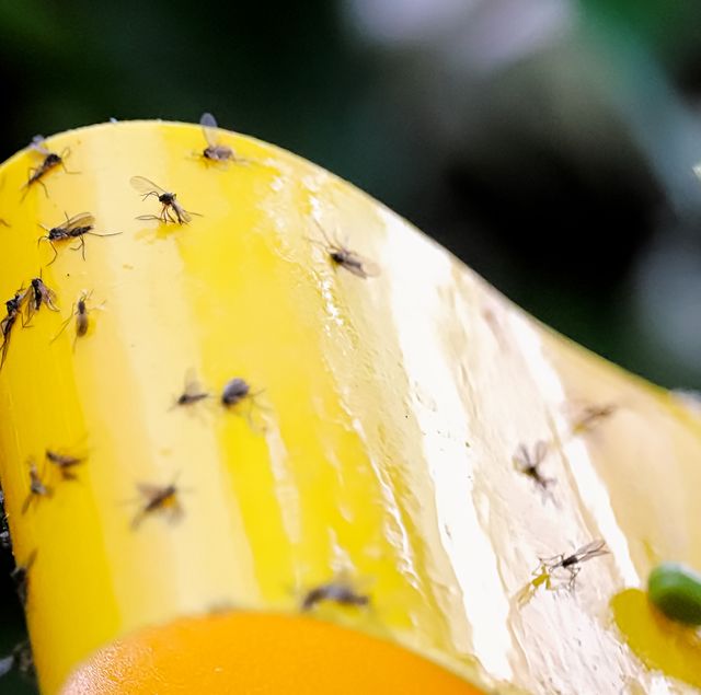 Easy and effective ways to get rid of fruit flies at home