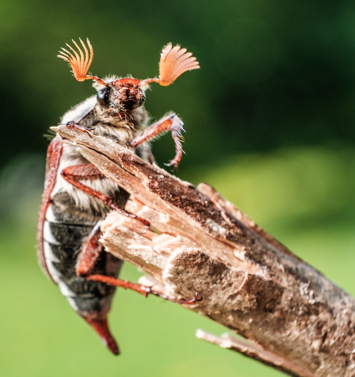 How To Get Rid of June Beetles