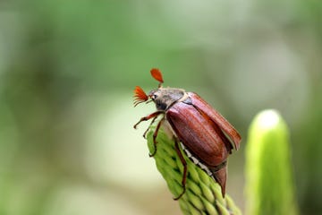 how to get rid of june bugs