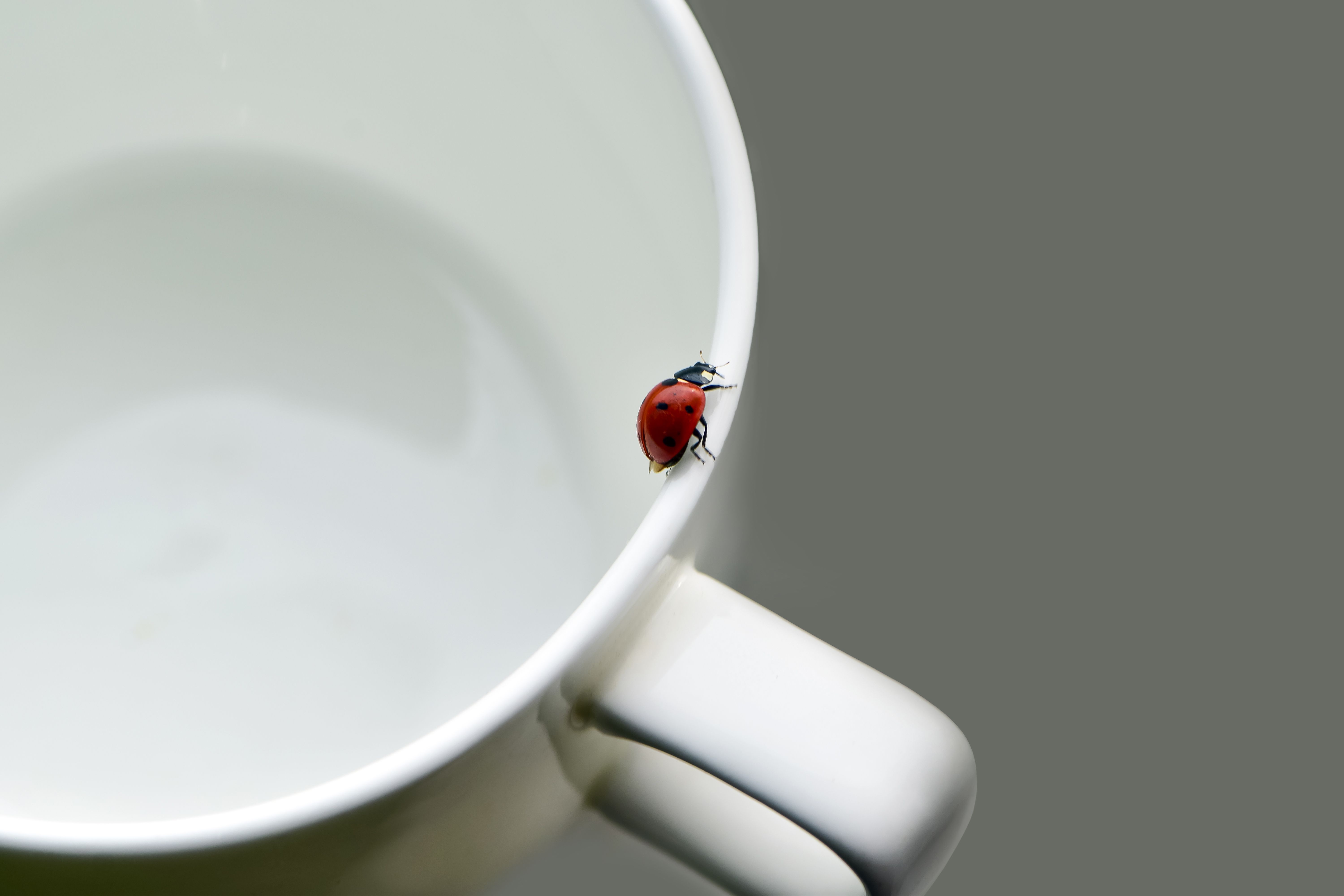 How To Get Rid Of Ladybugs In Your Home