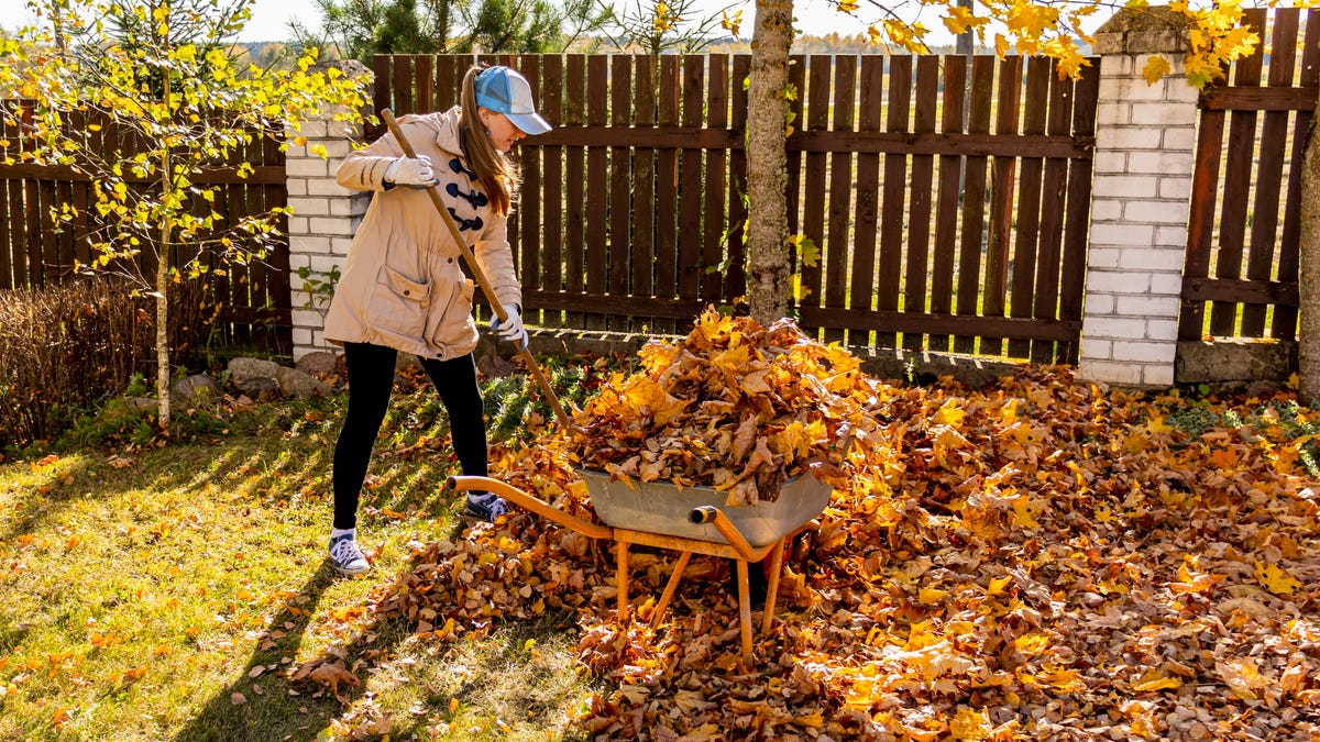 How To Get Rid Of Leaves Without Raking: Effortless Tips