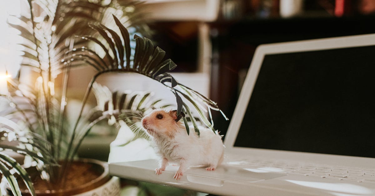 How to Get Rid of Mice Without Harming Your Pet