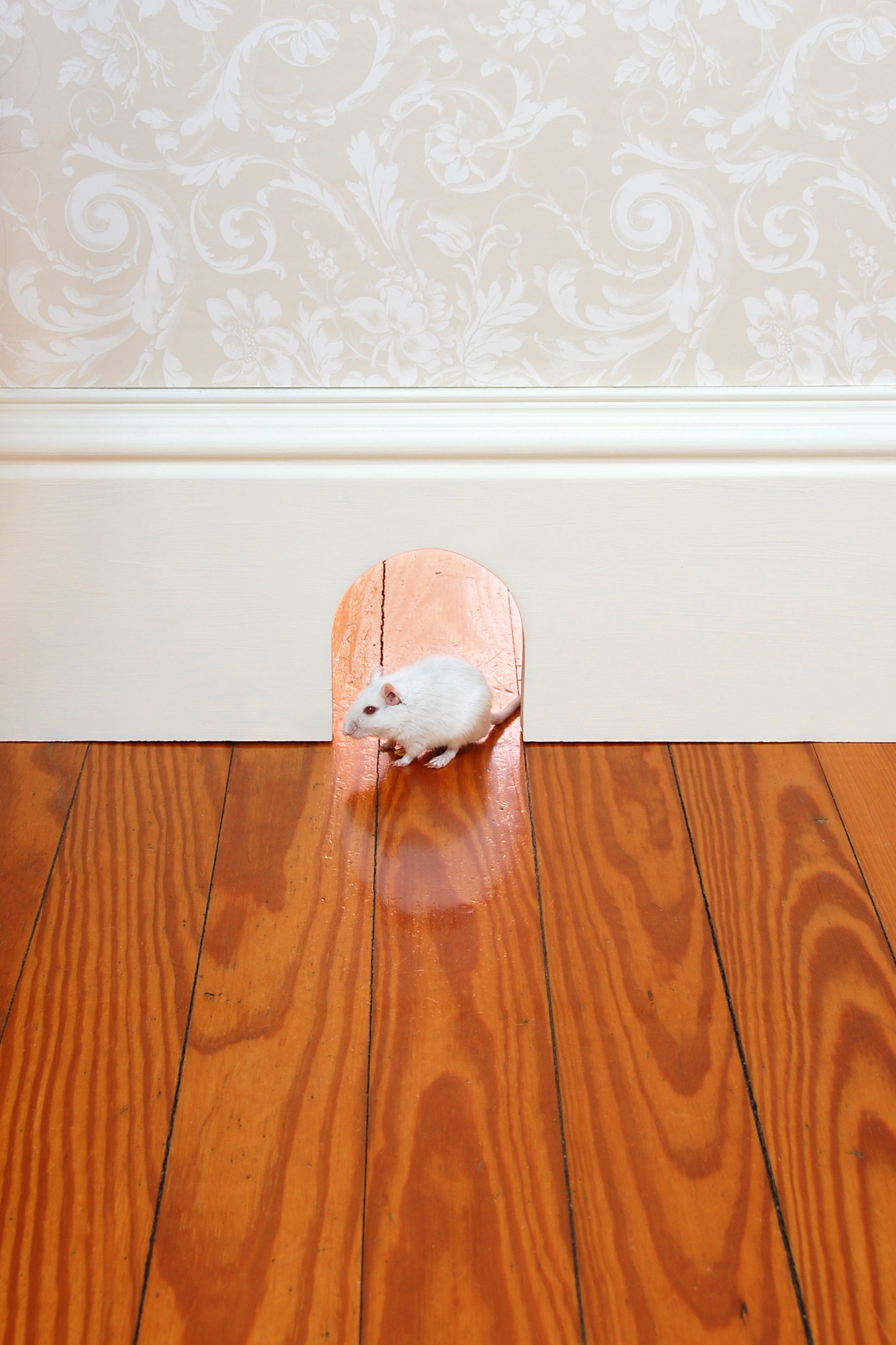 how to get rid of a mouse in your house humanely