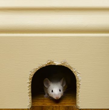 how to get rid of mice, mouse peeking out of mouse hole