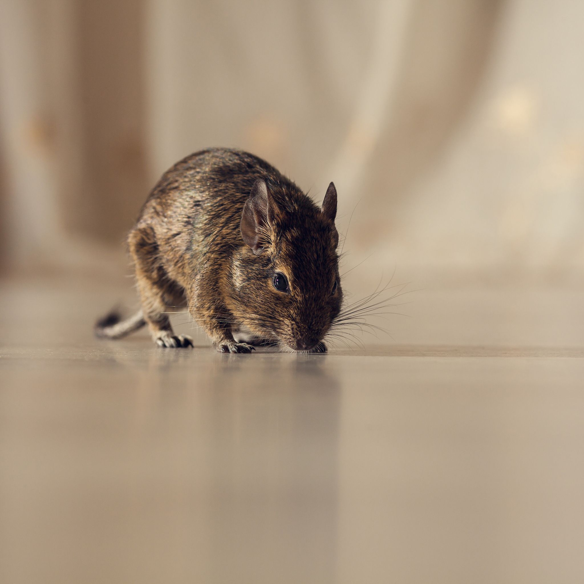 How to Get Rid of Mice For Good - 5 Best Ways to Get Rid of Mice