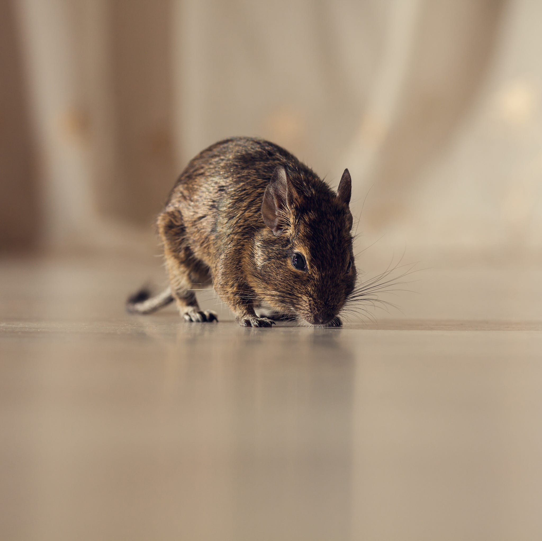 How to Help Get Rid of Mice in the Kitchen