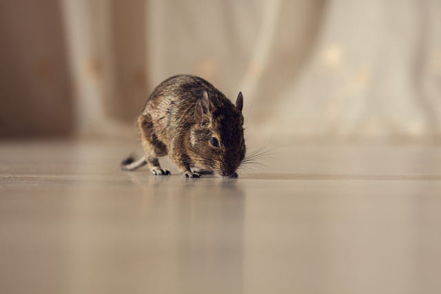 4 Natural Ways to Get Rid of Mice in Your Home