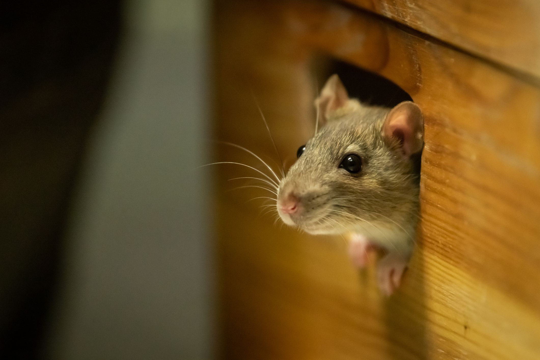 Professional-Rat-Bait-Station-Rodent-Poison-Boxes-Mice-Pest