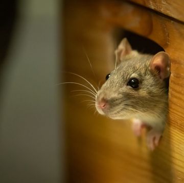 one cute rat looking out of a wooden box