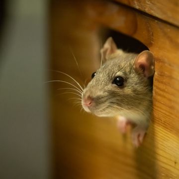 one cute rat looking out of a wooden box