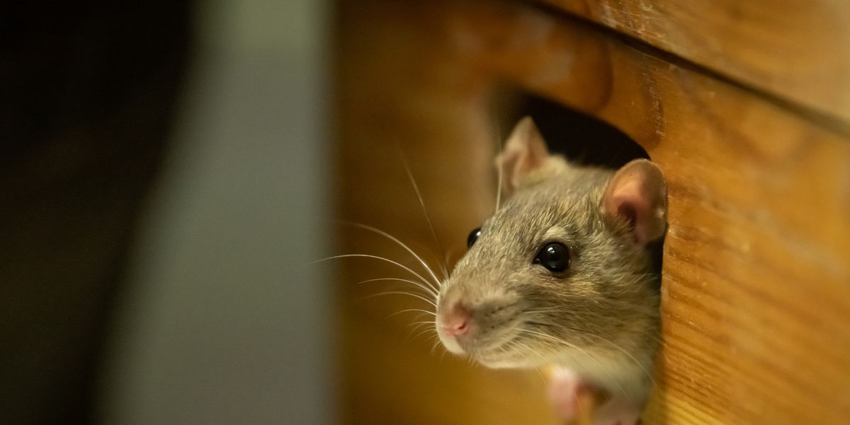 How to Get Rid of Mice, According to a Pest Control Expert