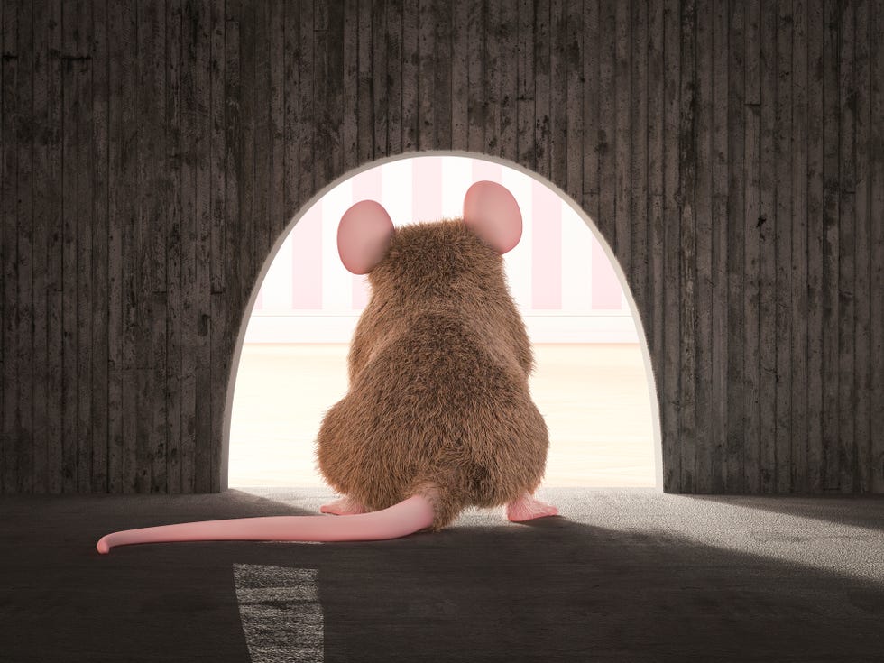 how to get rid of mice