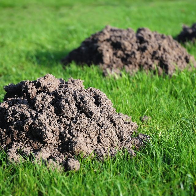 how to get rid of moles in yard