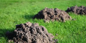 how to get rid of moles in yard