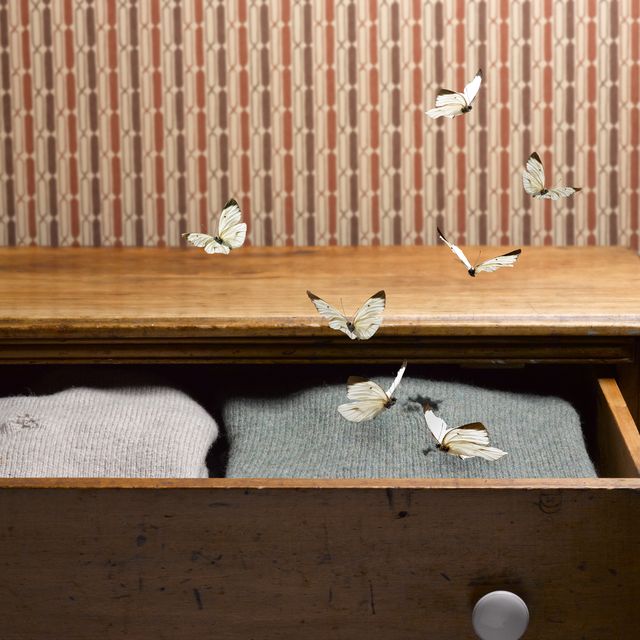 How to Get Rid of Clothes Moths and Pantry Moths