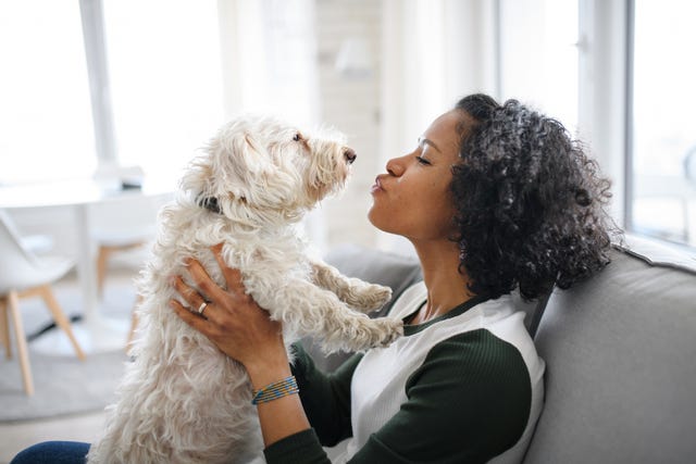 how to get rid of pet smell in house