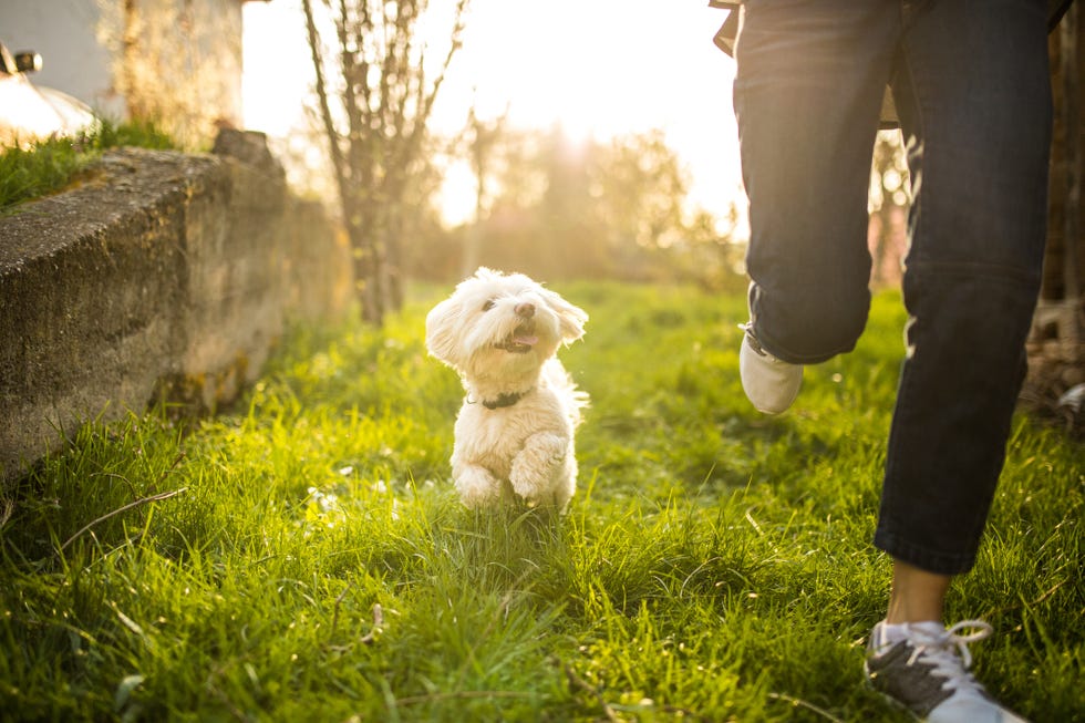 how to get rid of pet smell in house