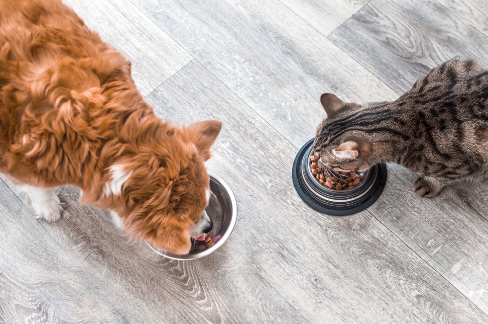 how to get rid of pet smell in house