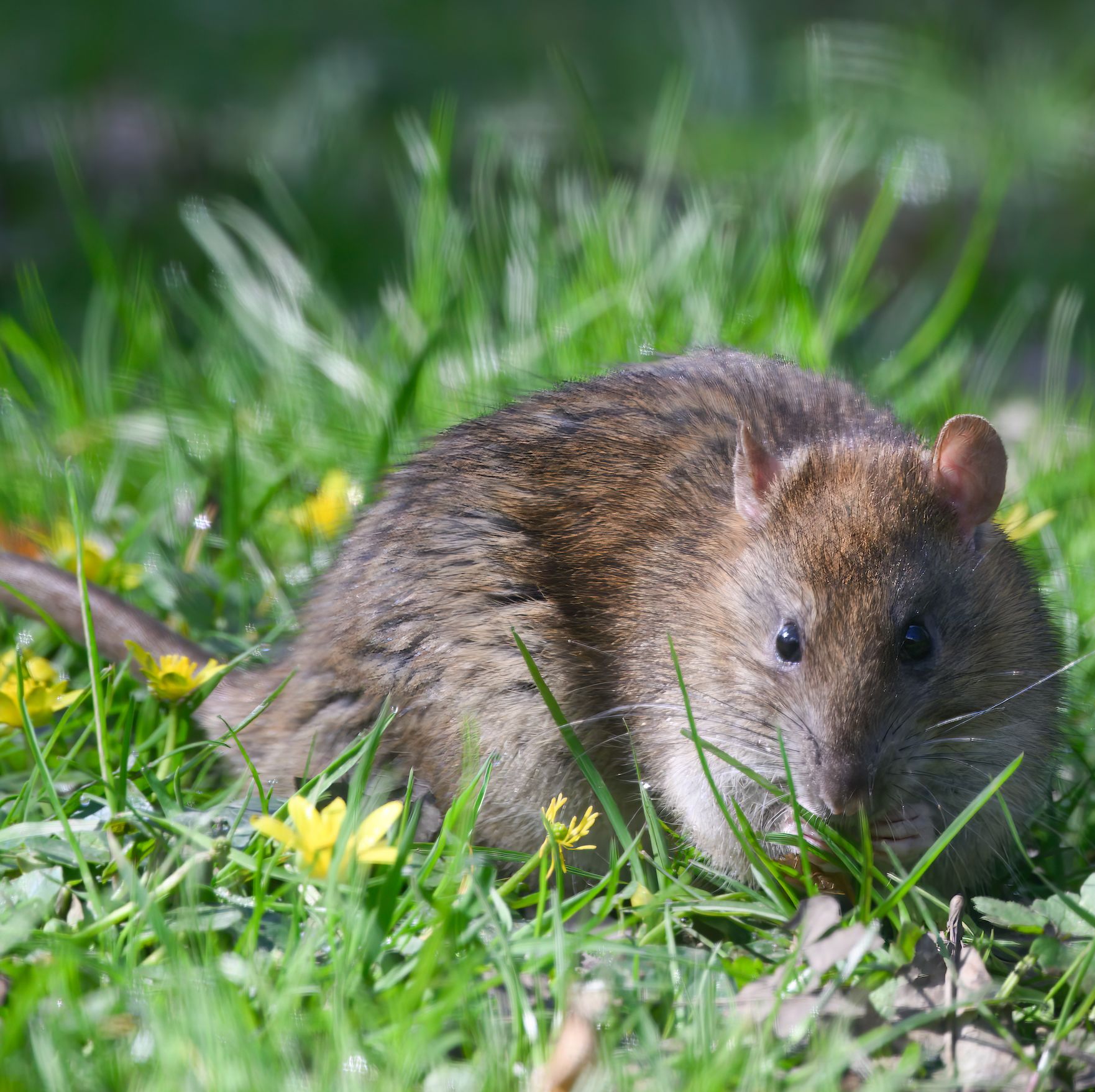 Garden Kitchen Mouse Trap Small Pest Catcher Humane Rat Traps