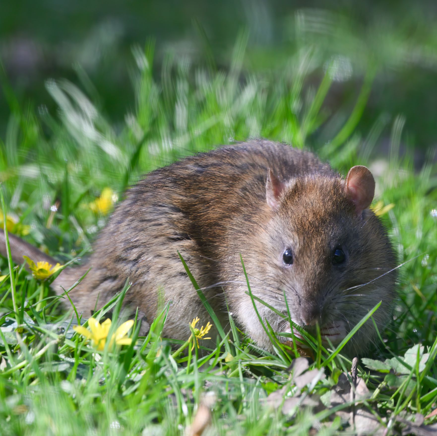 how to keep rats out of the garden