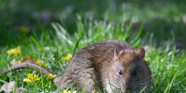 How To Kill Rats Without Harming Your Pets