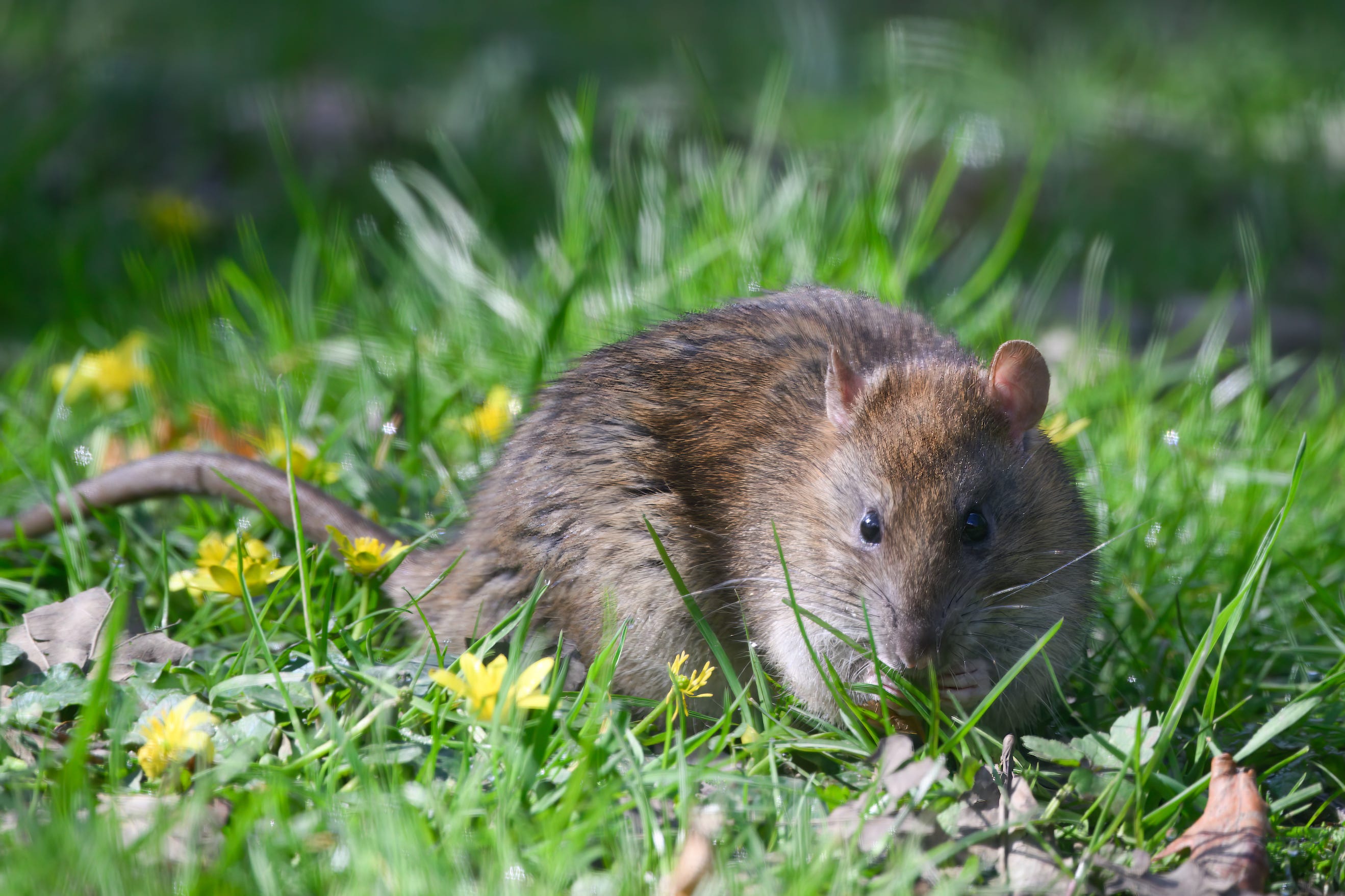 Do Dogs Keep Rats Away