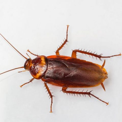 how to get rid of roaches - american cockroach
