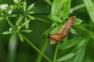 how to get rid of slugs