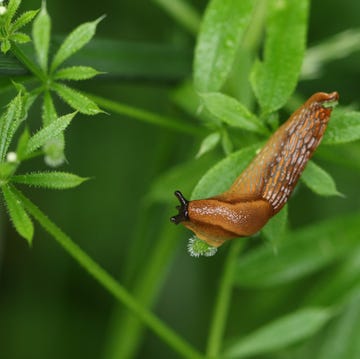 how to get rid of slugs how to get rid of slugs