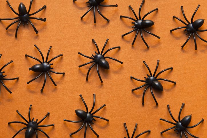 Get rid of spiders - How to stop autumn spiders