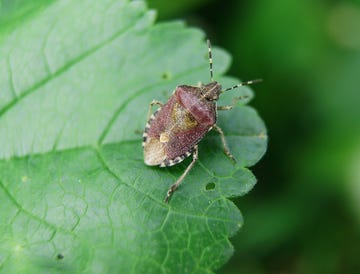 how to get rid of stink bugs