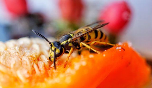 wasp on a piece of fruit