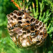 closeup image of wasp's nest with common wasps on green bush in a forest on a sunny day