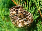 closeup image of wasp's nest with common wasps on green bush in a forest on a sunny day
