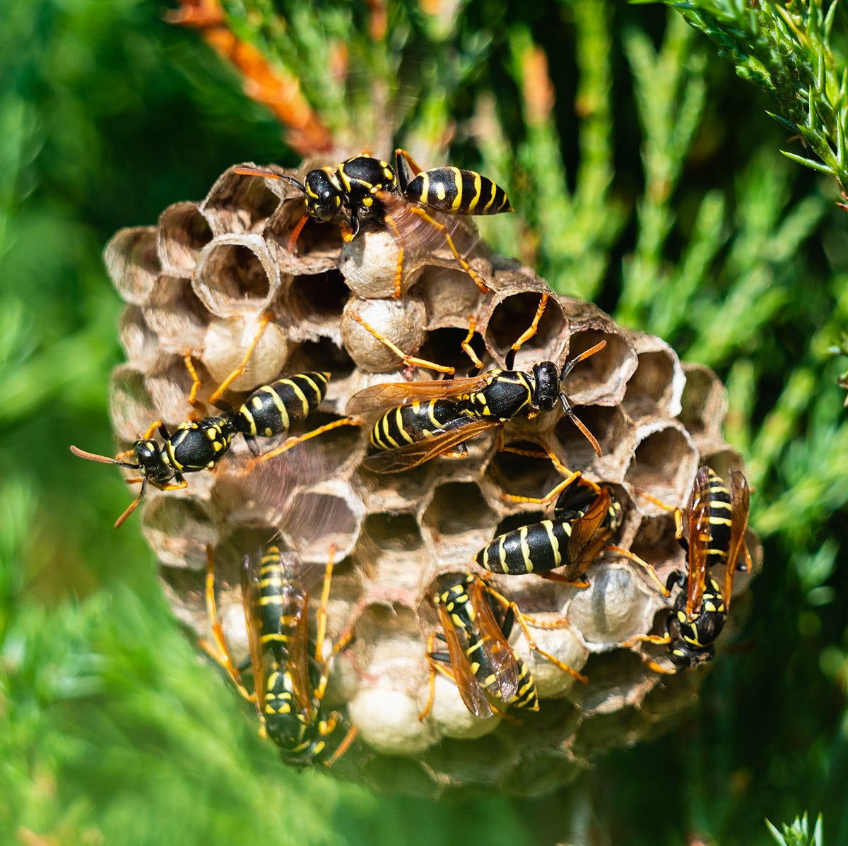 how to get rid of wasps