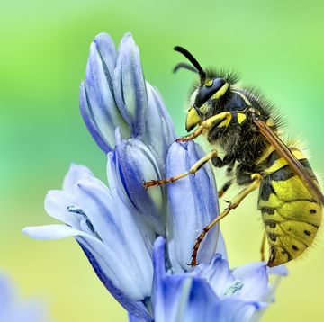 how to get rid of wasps , wasp on a blue flower