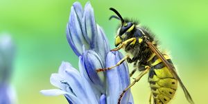 how to get rid of wasps , wasp on a blue flower