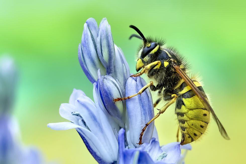 how to get rid of wasps, wasp hovering over a blue flower
